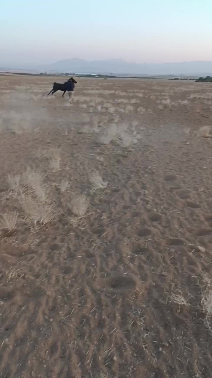 اسب فروشی|اسب و تجهیزات اسبسواری|چادگان, |دیوار