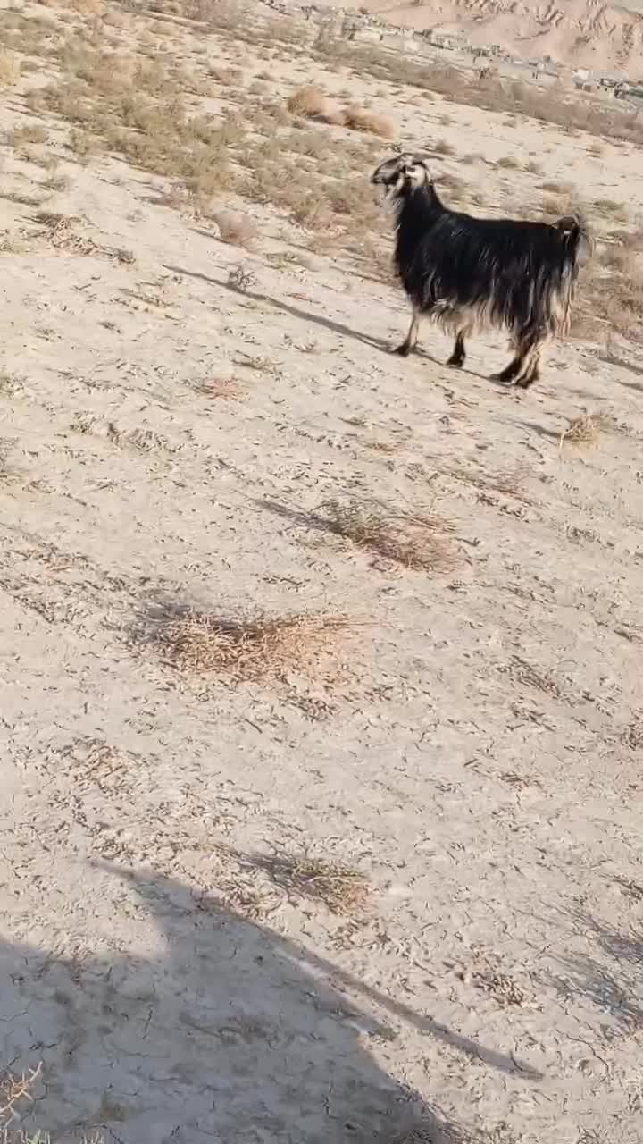 فروش 20راس کولار بز|حیوانات مزرعه|ارد, |دیوار