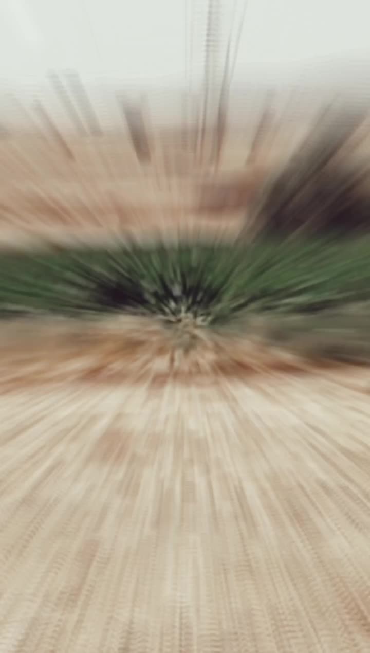 اسب مادیان|اسب و تجهیزات اسبسواری|شیدا, |دیوار