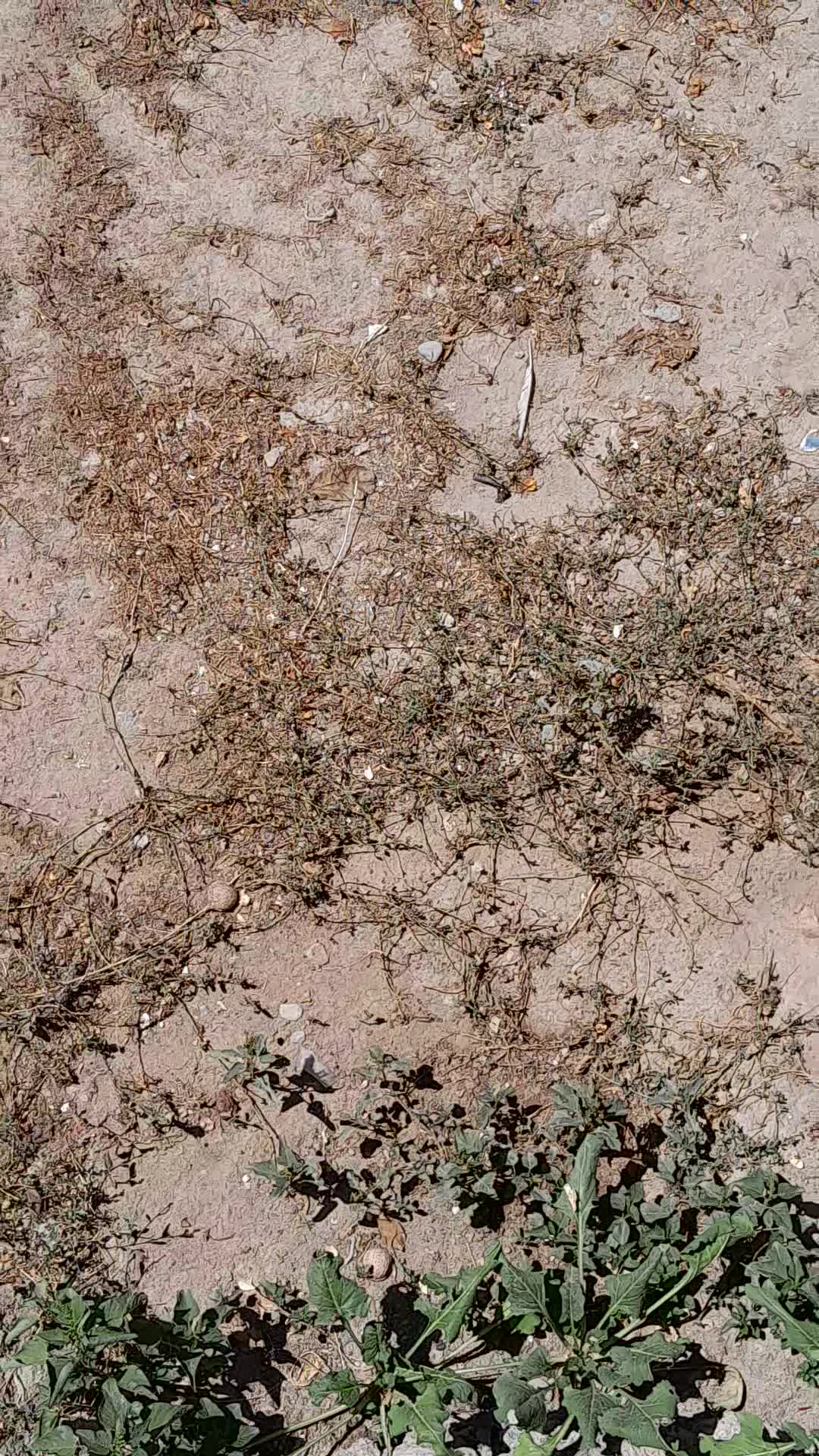 اکیپ کارگری، کارپیاز|خدمات باغبانی و درختکاری|بناب, |دیوار