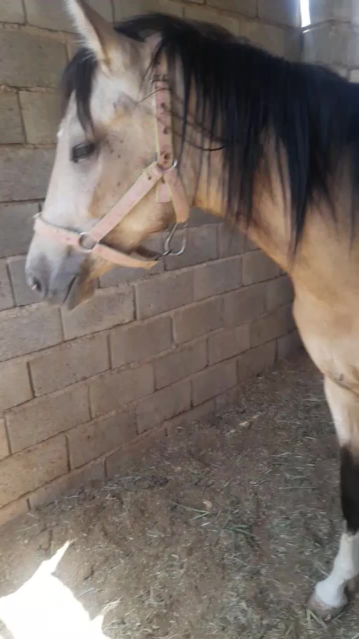 اسب ترکمن|اسب و تجهیزات اسبسواری|خلیل آباد, |دیوار