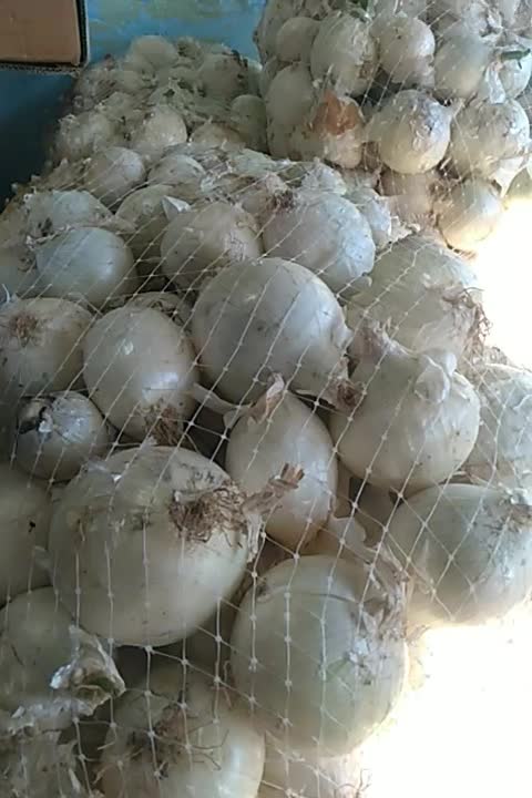 پیازدرجه۱فقط۱۵زیرقیمث میدان بار|حراج|بابل, |دیوار