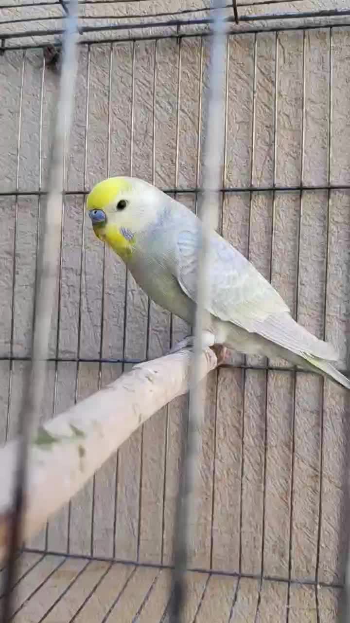 یک جفت مرغ عشق رینبو و یک عدد نر|پرنده|کارون, |دیوار