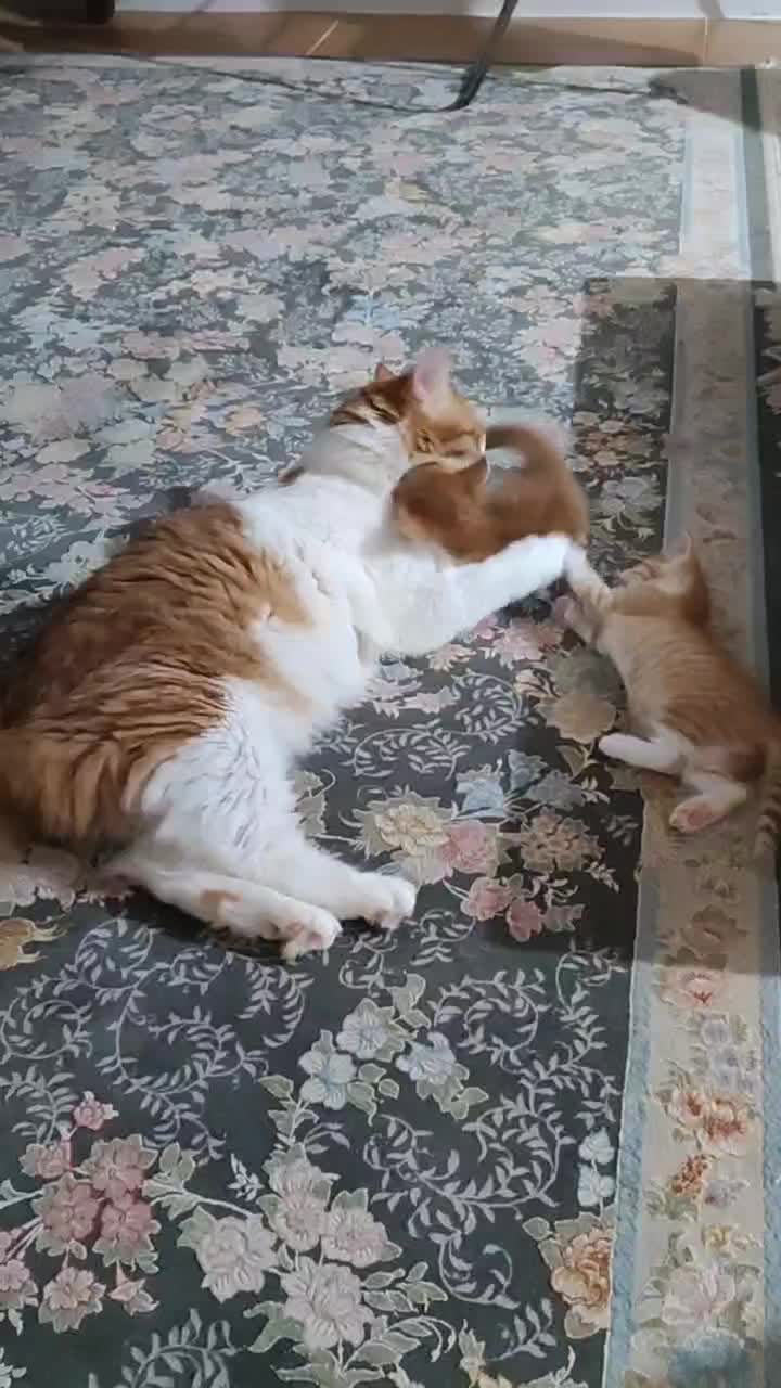 واگذاری سه تا بچه گربه شیرین|گربه|نور, |دیوار