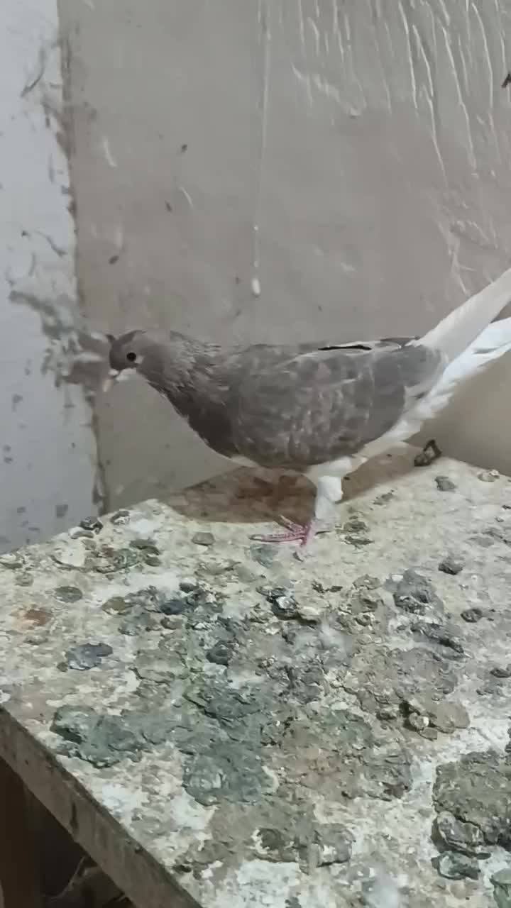 ماده شهری قهواه ای|پرنده|شیراز, شهرک مهدیه|دیوار