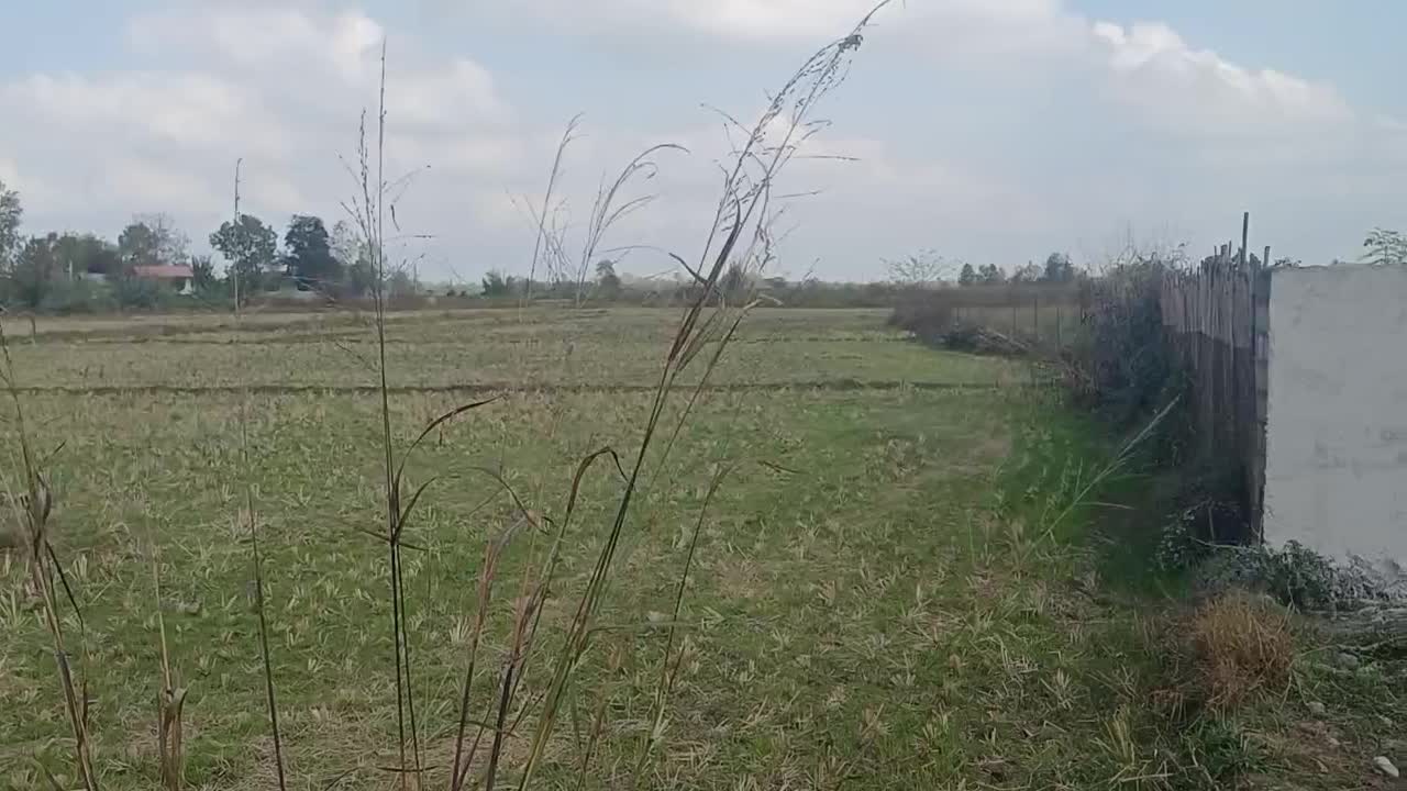 شالیزار سنتی چسبیده به خونه مسکونی|فروش زمین و ملک کلنگی|رشت, بازار|دیوار