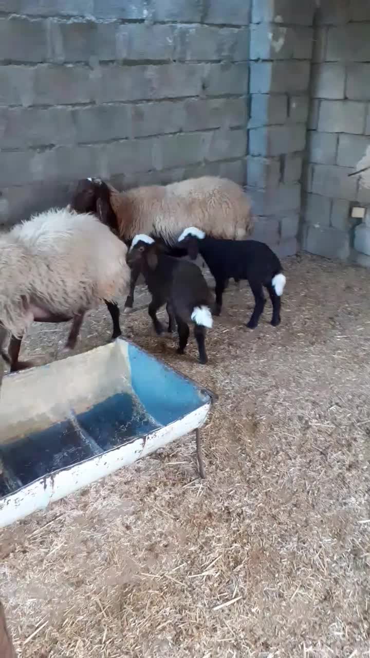 فروش دو عدد گوسفند با بره|حیوانات مزرعه|دره شهر, |دیوار