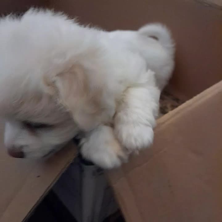 واگذاری سگ باردار|سگ|اصفهان, آهنگران|دیوار