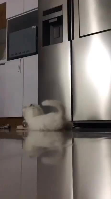 گربه|گربه|گرگان, |دیوار