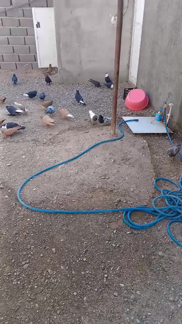 پرنده|پرنده|یزدان شهر, |دیوار