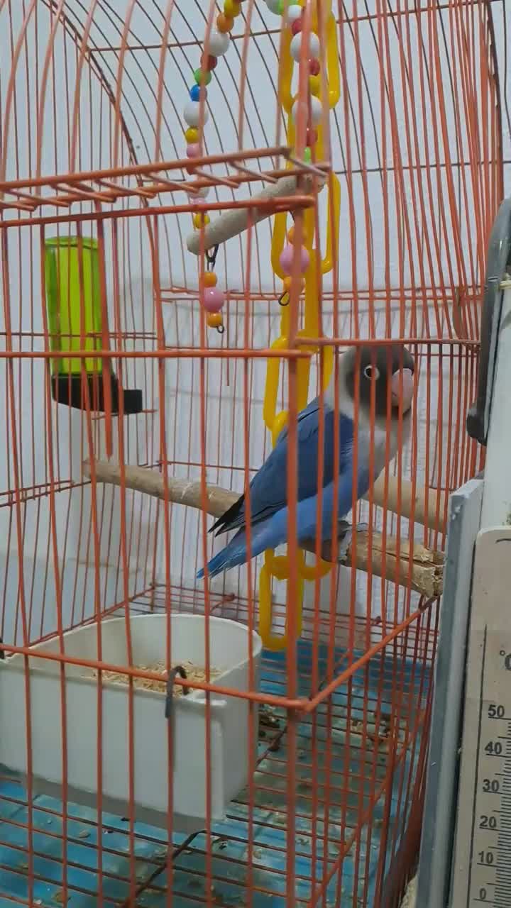 طوطی برزیلی وقفس همستر|پرنده|رشت, جانبازان|دیوار