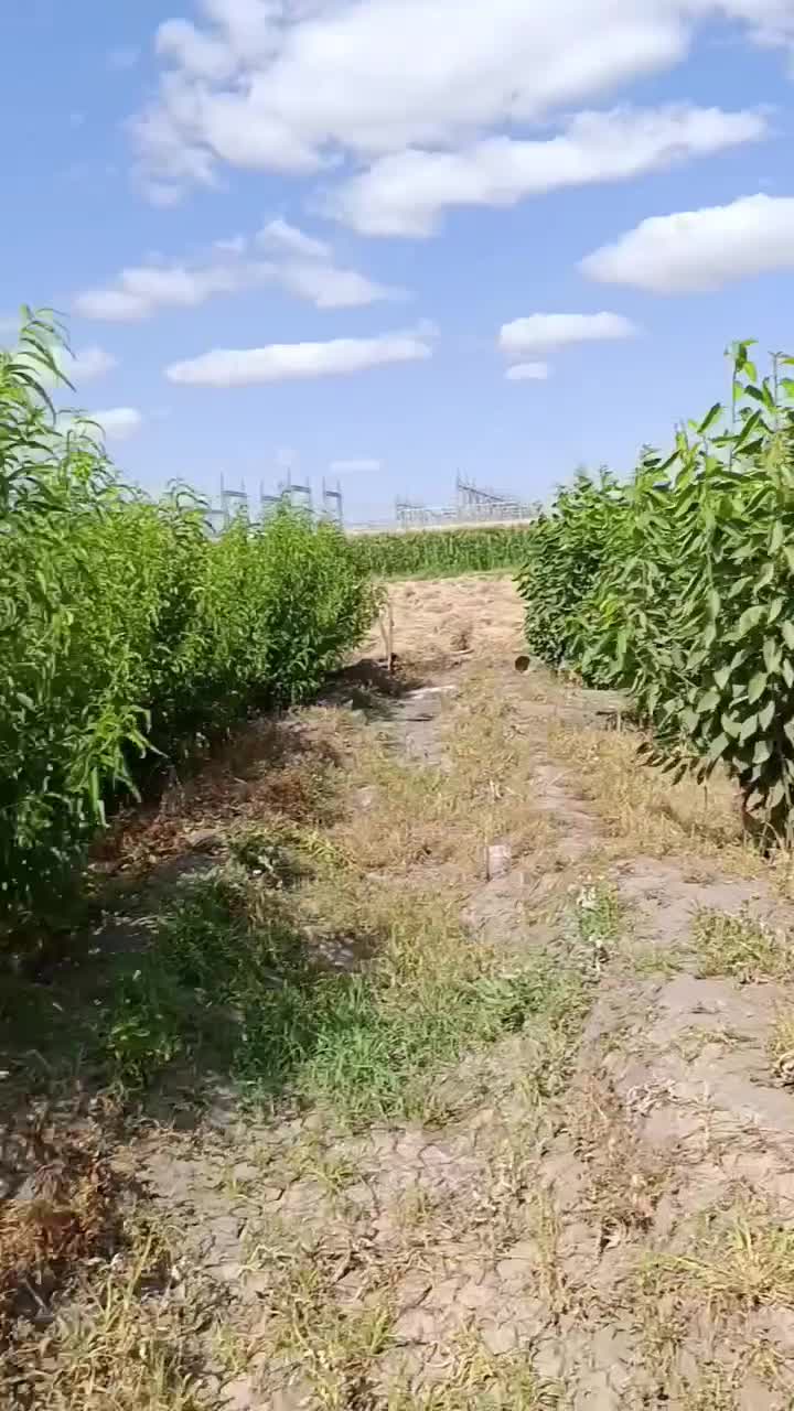 نهال های بادام مقاوم به سرماریشه پروباکیفیت پیوندی|خدمات باغبانی و درختکاری|شیراز, ستارخان|دیوار