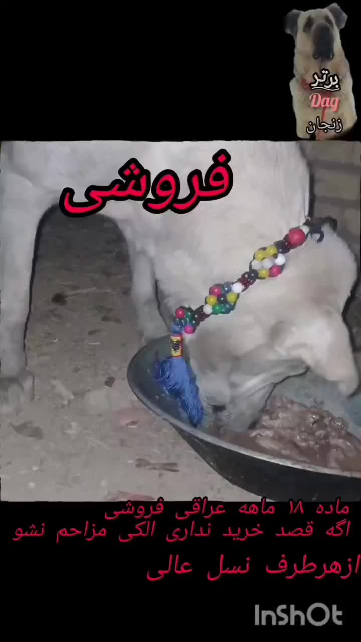 سگ ماده|سگ|قره پشتلو, |دیوار