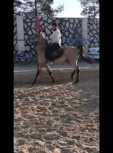 اسب نریان|اسب و تجهیزات اسب‌سواری|رضوانشهر, |دیوار