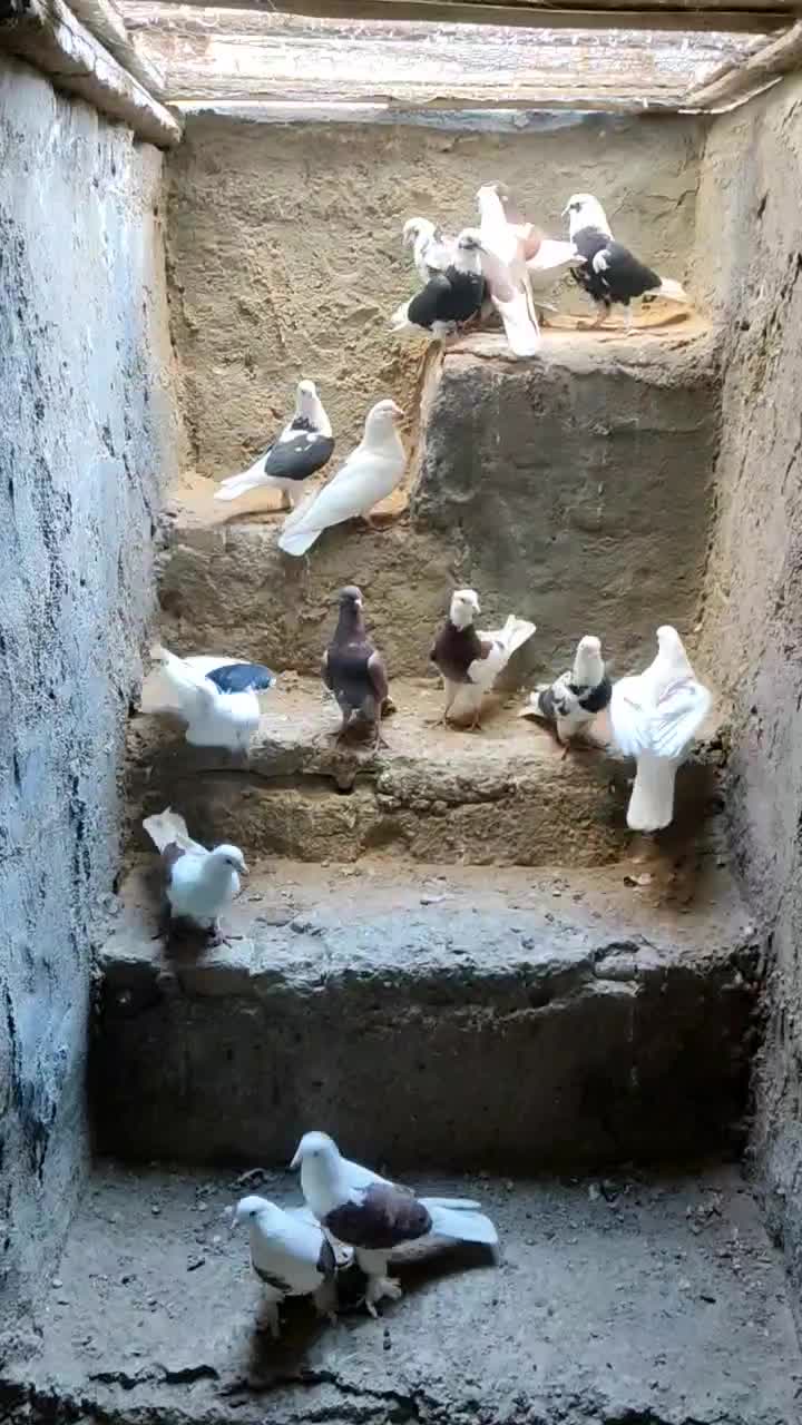 کفتر|پرنده|آران و بیدگل, |دیوار