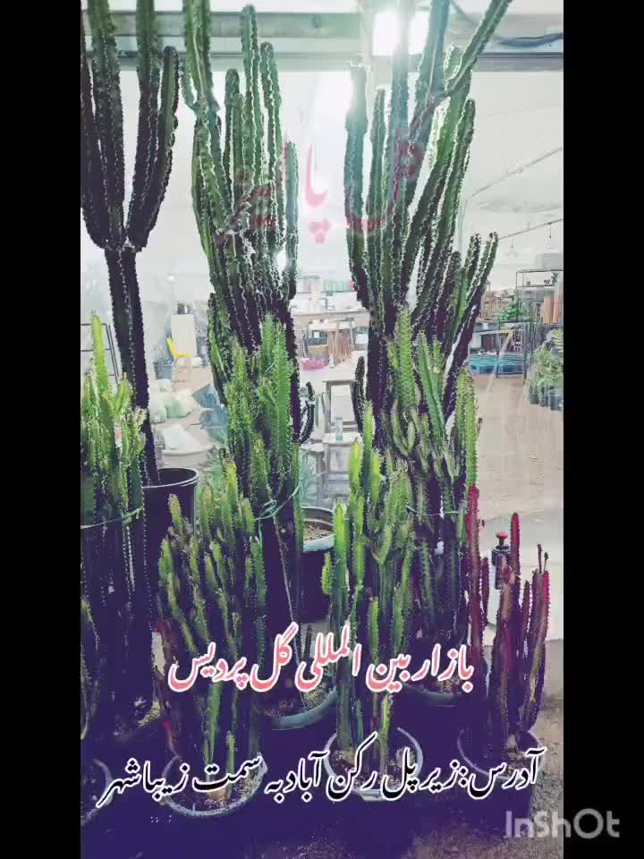 گل پالیز|گل و گیاه طبیعی|شیراز, رکنآباد|دیوار