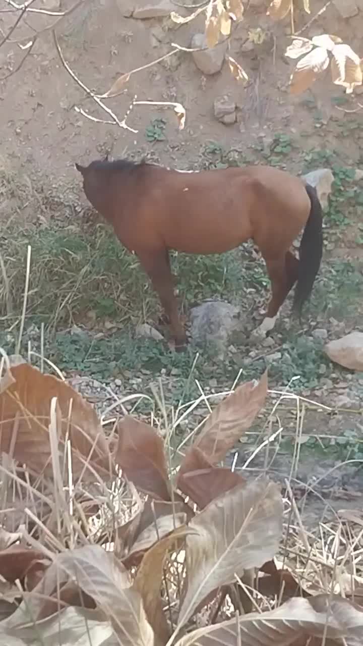 اسب نر|اسب و تجهیزات اسبسواری|شیروان (خراسان), |دیوار