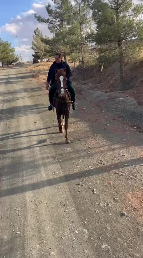 فروش فروی اسب نریان|اسب و تجهیزات اسبسواری|شاندیز, |دیوار