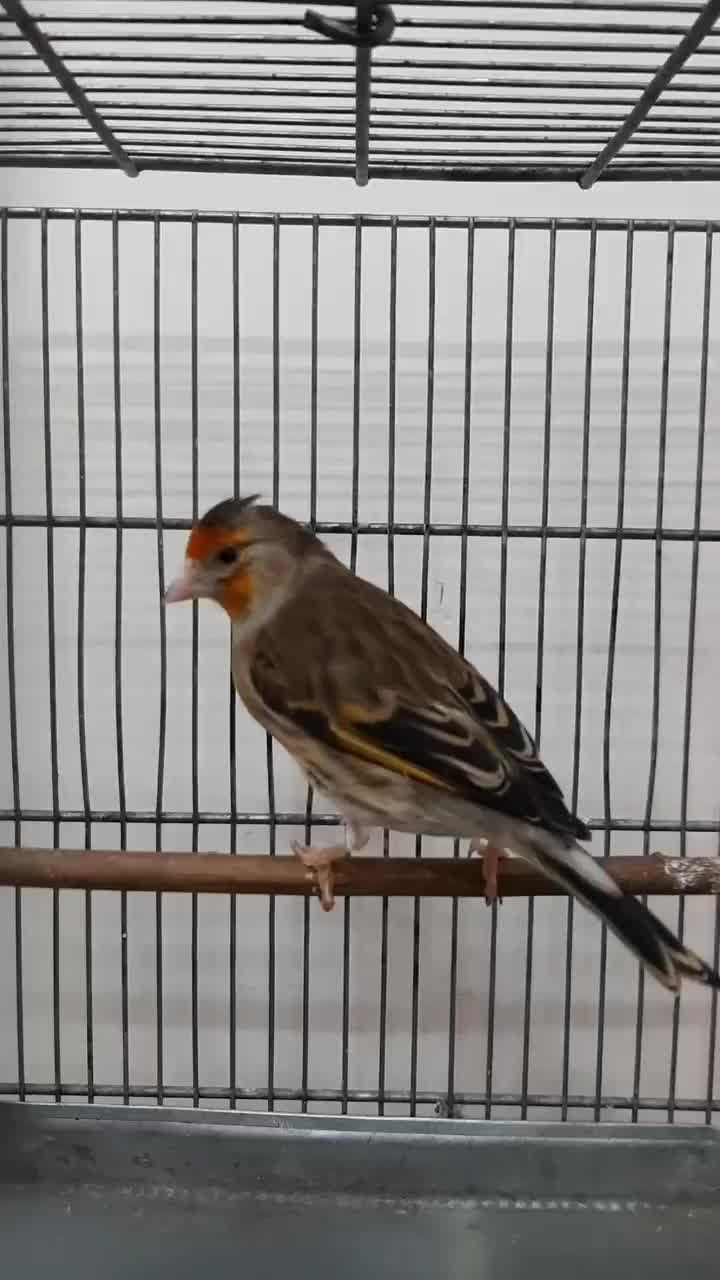 سهره قناری ماده سرخ ، جوان و زیبا|پرنده|تهران, نازیآباد|دیوار