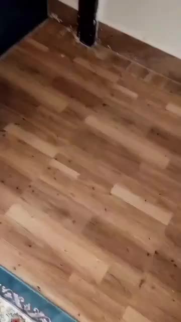 سمپاشی٪کل خوزستان٪سوسک ساس موریانه سم پاشی وقیر|خدمات نظافت|اهواز, کوی فرهنگیان ۱|دیوار