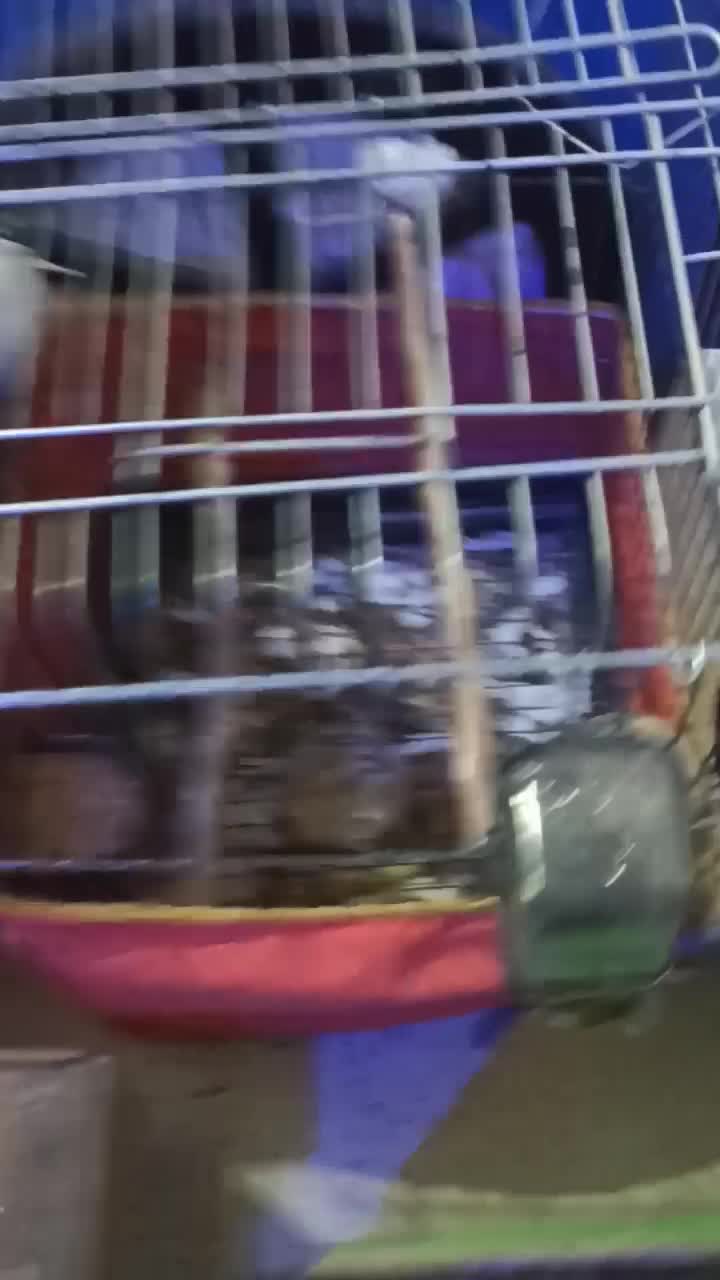 جفت عروس پارس البینو|پرنده|سوسنگرد, |دیوار