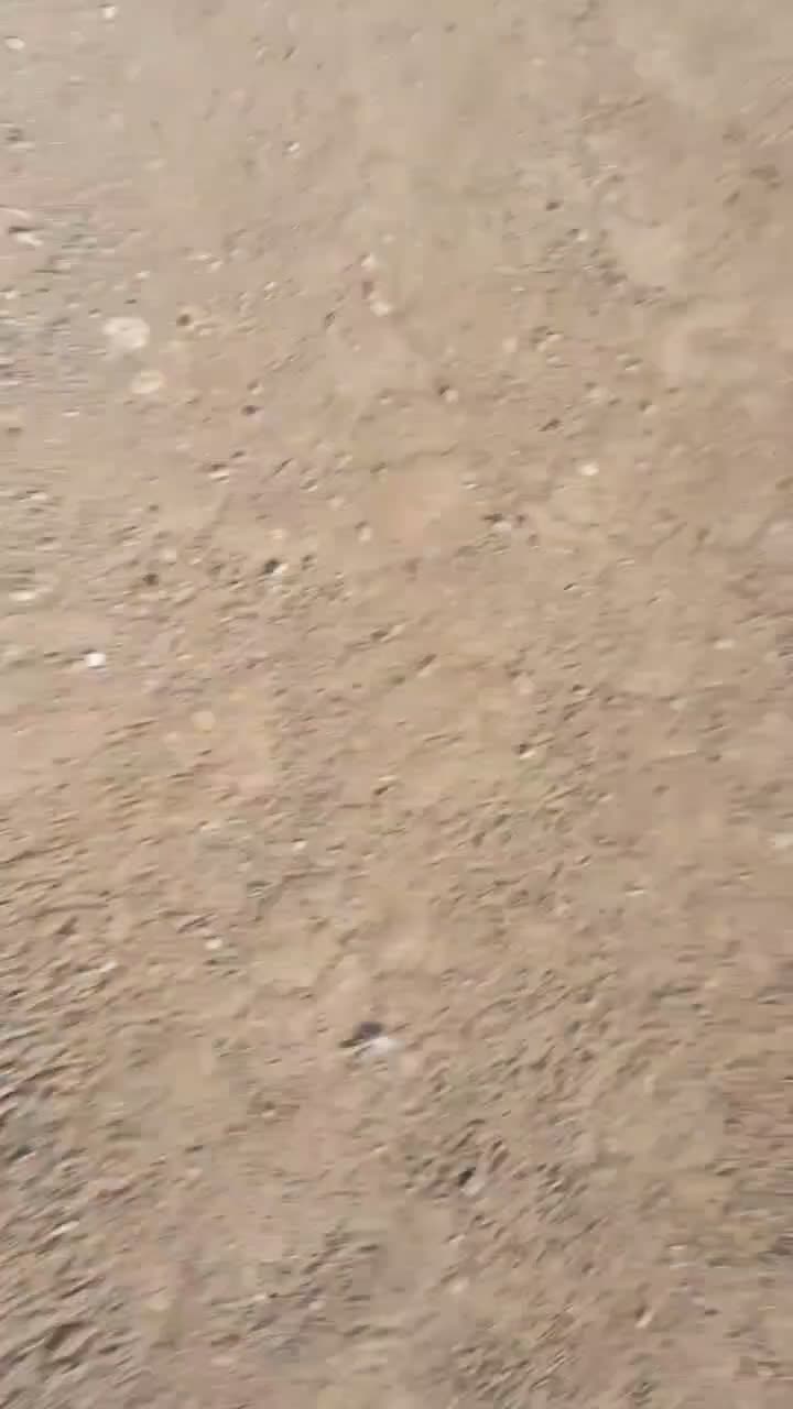 کبوتر جفتگاه و پرشی|پرنده|طاغنکوه, |دیوار