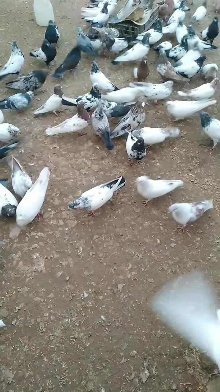 حدود ۵۰عددکفتر|پرنده|کبودرآهنگ, |دیوار