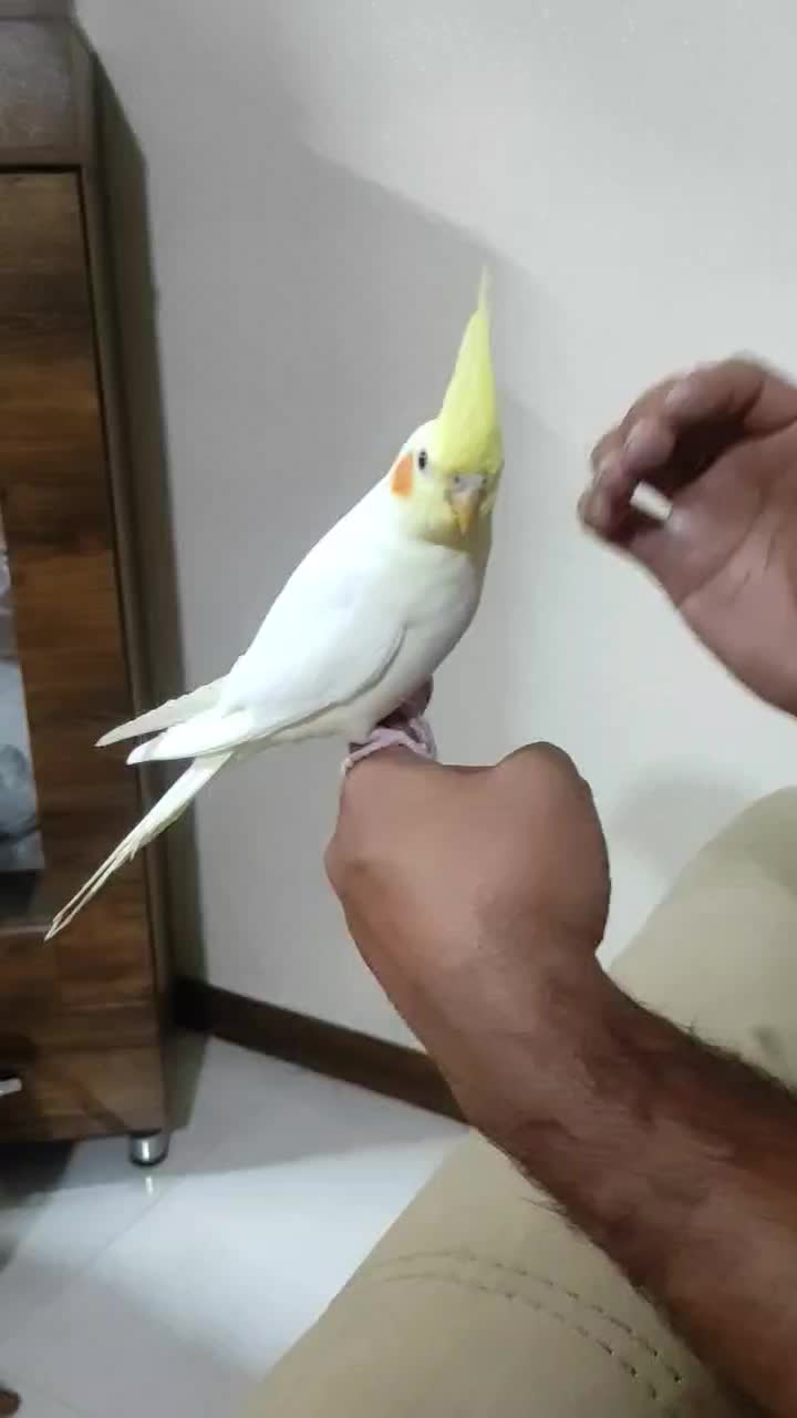 عروس هلندی لوتینو دوماه دستی|پرنده|جرقویه, |دیوار