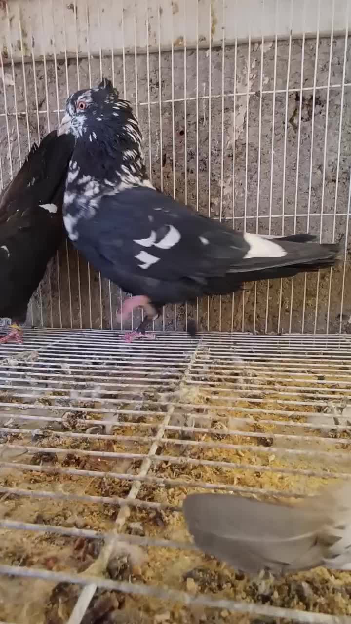 کبوتر رنگه مقبول و چند تا صید پرشی|پرنده|مشهد, دانشجو|دیوار