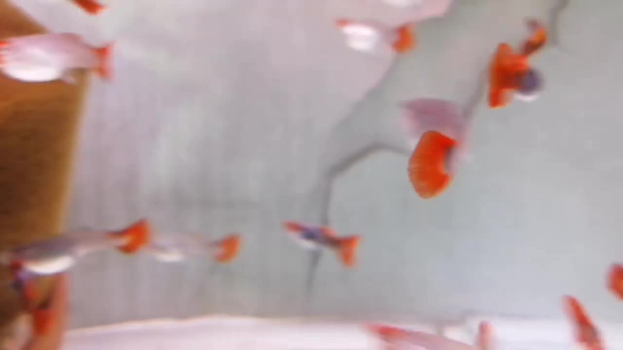 ماهی گوپی کالرزبرا فایتر میگو لجن خارتترا آکواریوم|ماهی|تهران, امام زاده حسن|دیوار