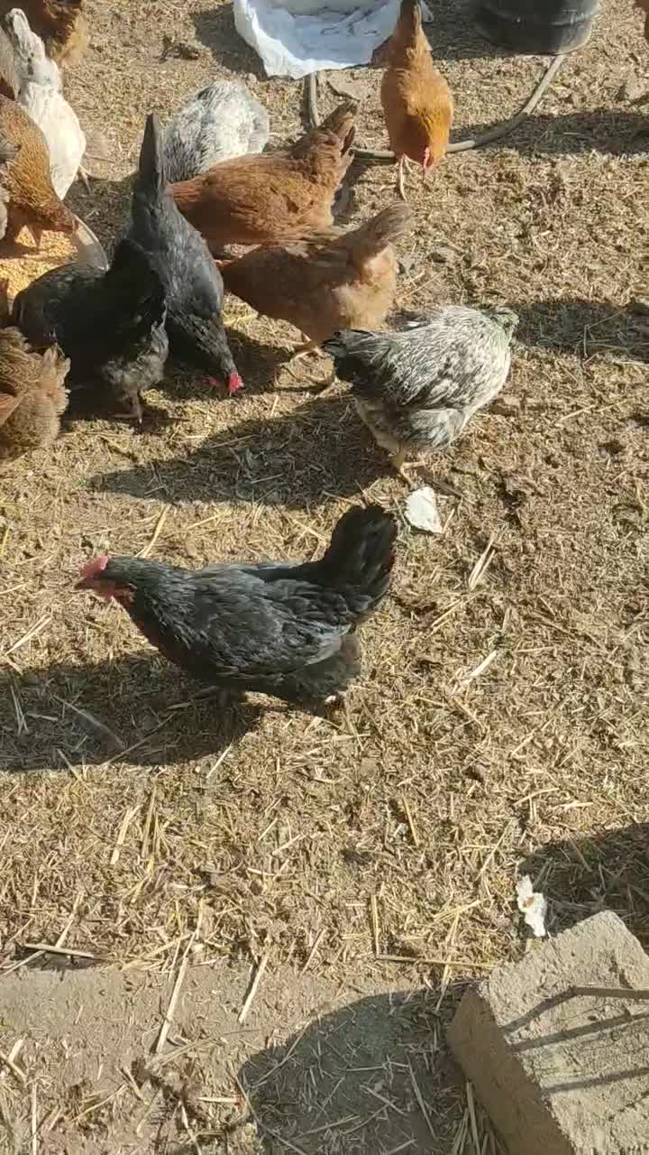 مرغ محلی|حیوانات مزرعه|محمدبار, |دیوار