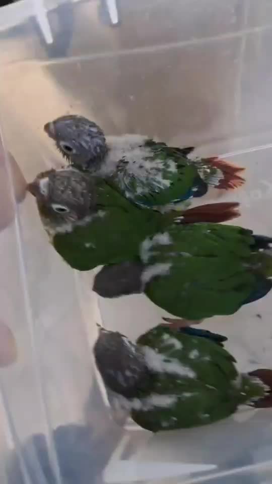 جوجه گرینچینگ|پرنده|گرمسار, |دیوار