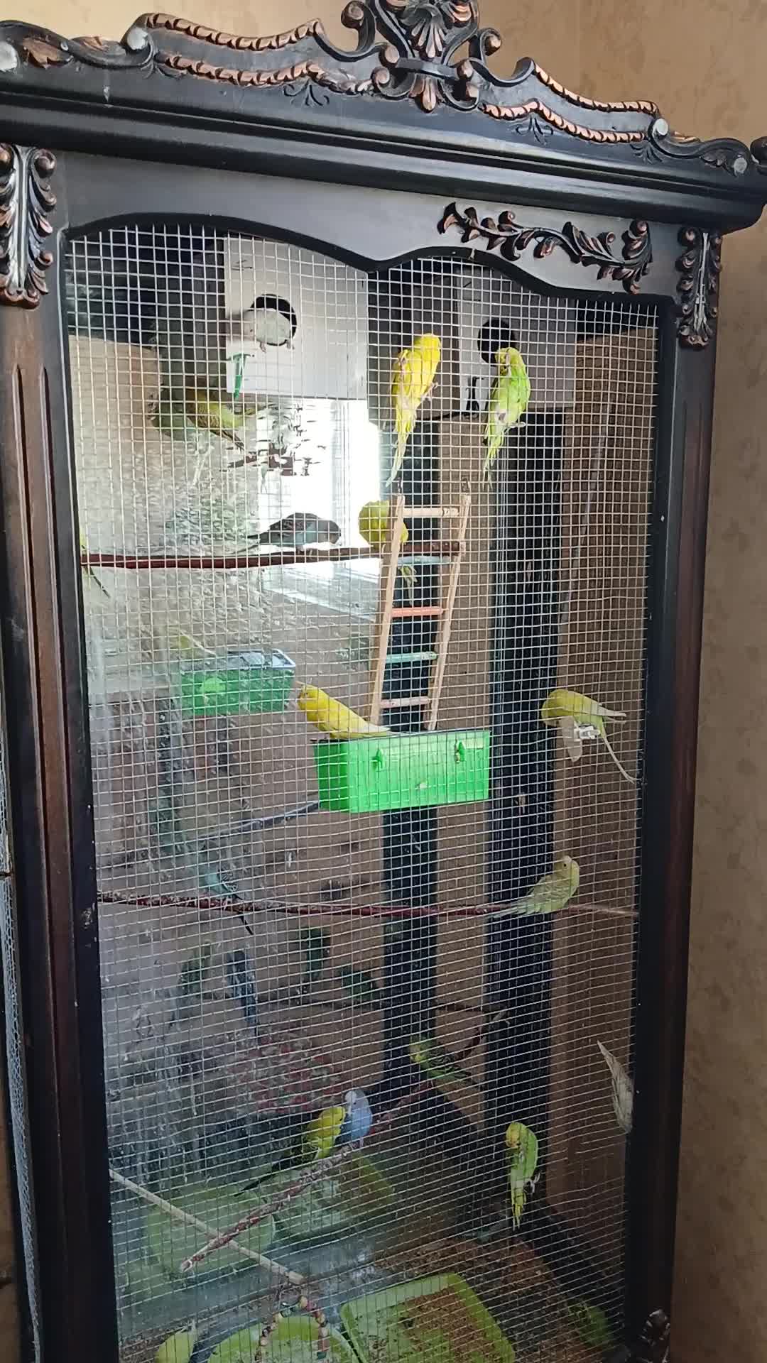 فروش مجموعه کامل بوفه‌ پرورش مرغ عشق|پرنده|بجنورد, |دیوار