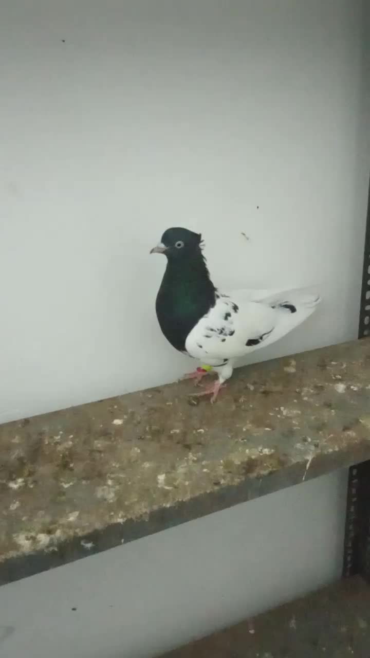 رنگه|پرنده|تربت جام, مسکن مهر|دیوار