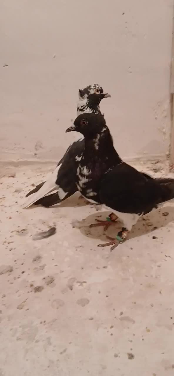 جف افغونی دم سفید|پرنده|تربتحیدریه, ده پائین|دیوار