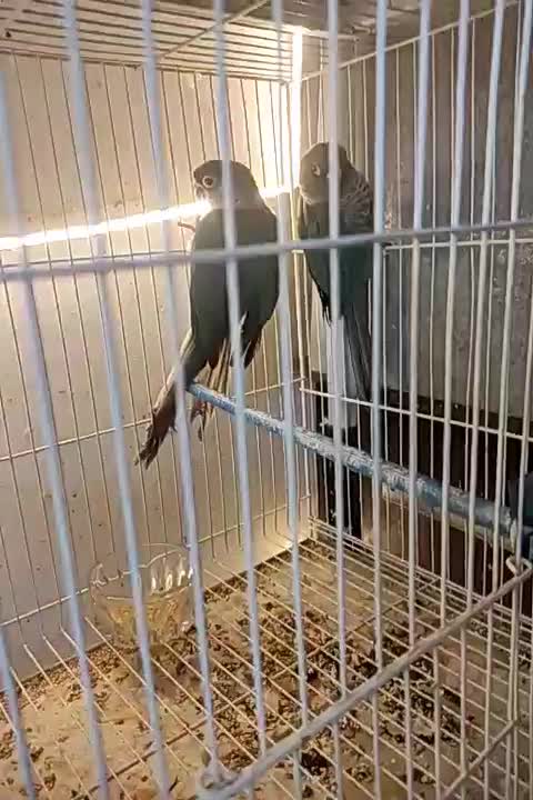 گرینچیک جوجه تراکویس۲عدد ردچیک سانچیک مونچیک|پرنده|مشهد, آزادشهر|دیوار