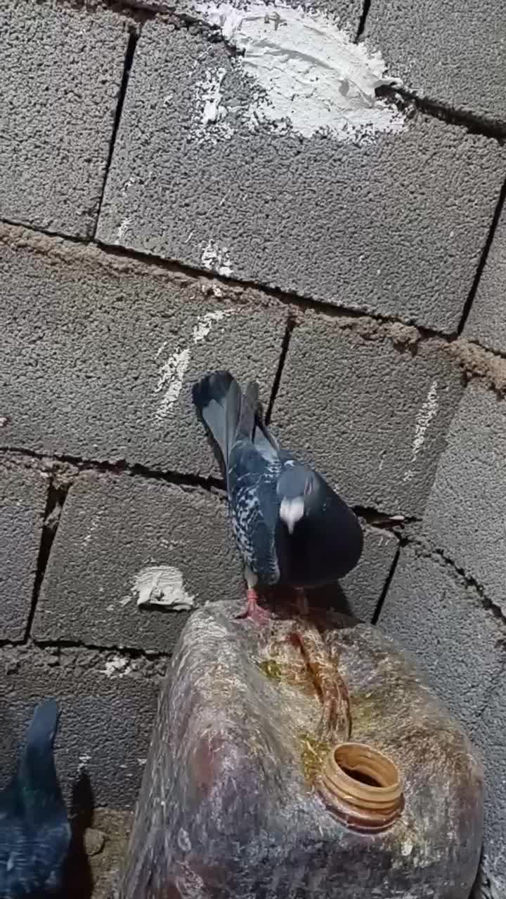 کفتر|پرنده|ماهیدشت, |دیوار