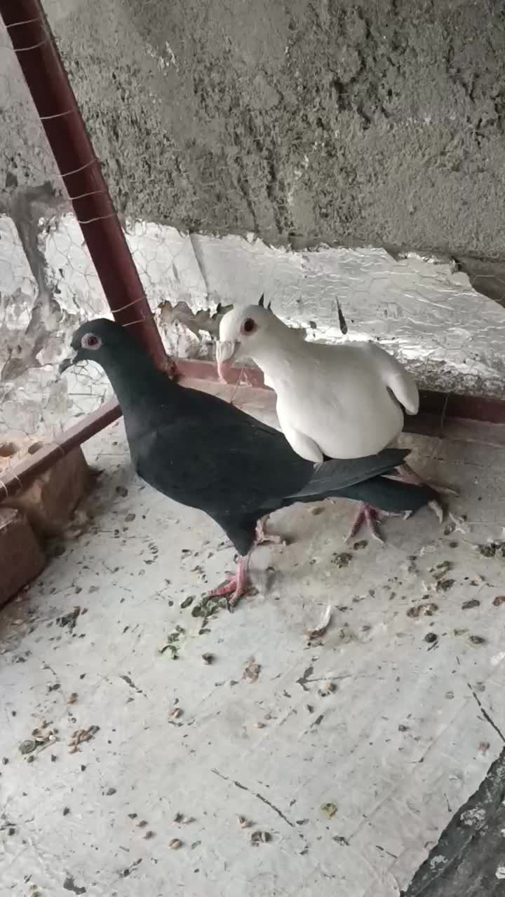 جفت فروشی|پرنده|فردوس (خراسان), |دیوار