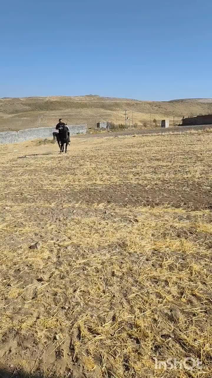 اسب نریان|اسب و تجهیزات اسبسواری|مراغه, |دیوار