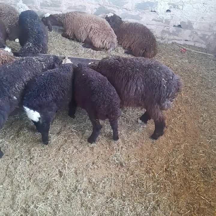 بره|حیوانات مزرعه|اصفهان, خواجو|دیوار