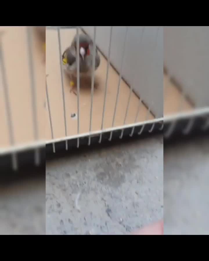 یه عدد سهره ماده خیلی آماده نیمه دستی|پرنده|تربت جام, شیخ احمد جامی|دیوار