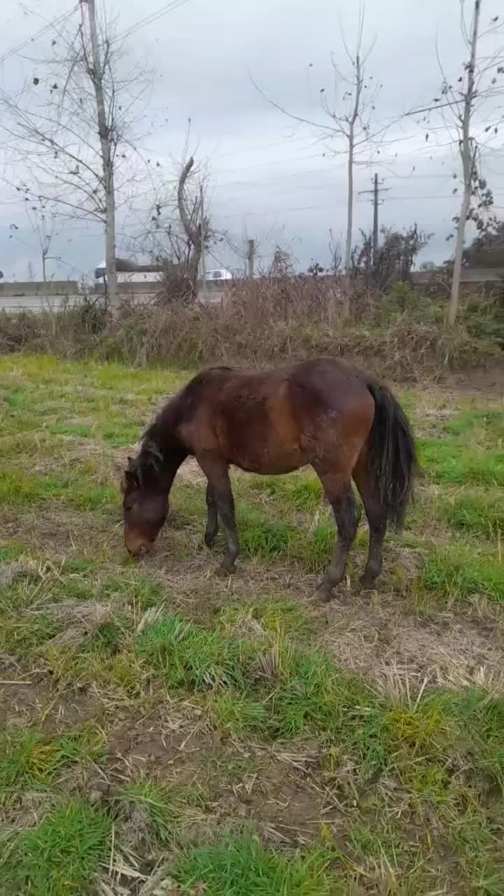 اسب|اسب و تجهیزات اسب‌سواری|پره‌سر, |دیوار