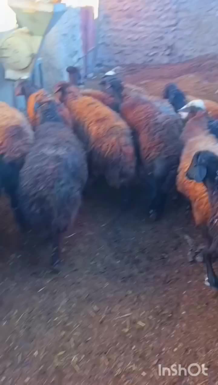 گوسفند.میش  ابستن|حیوانات مزرعه|تیکمه داش, |دیوار