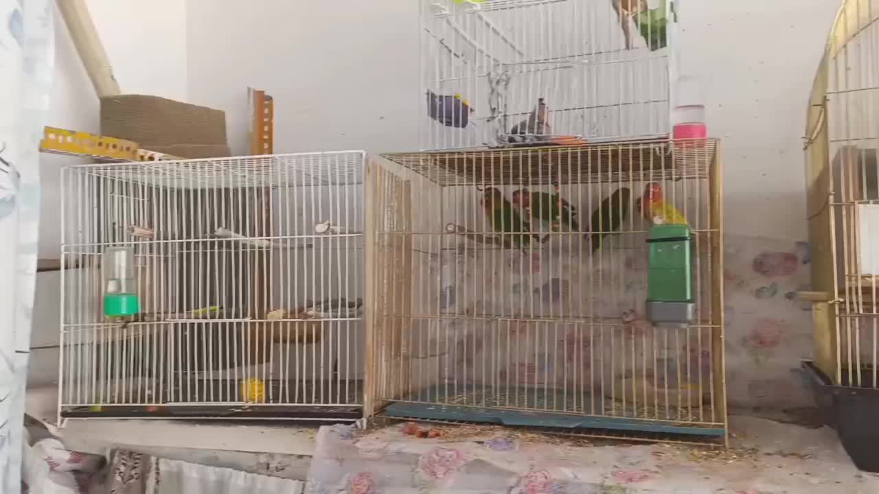 طوطی برزیلی و گرینچیک توضیحات بخوان|پرنده|طرقبه, |دیوار