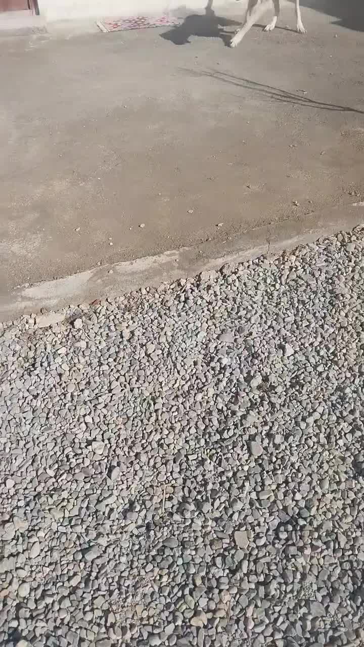 توله سراب|سگ|نسیم‌شهر, |دیوار