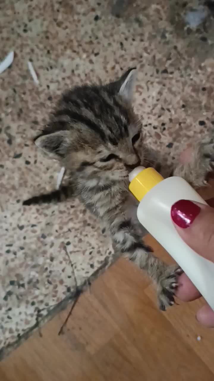 دو بچه گربه نرو ماده|گربه|باسمنج, |دیوار