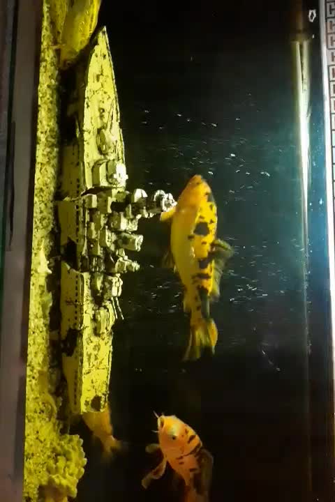 ماهی کوی|ماهی|تهران, افسریه شمالی|دیوار