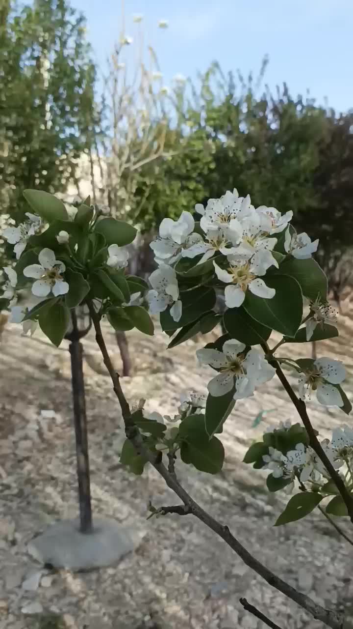 خانه باغ وسوئیت اجاره ای|اجارهٔ کوتاه‌مدت ویلا و باغ|گچی, |دیوار