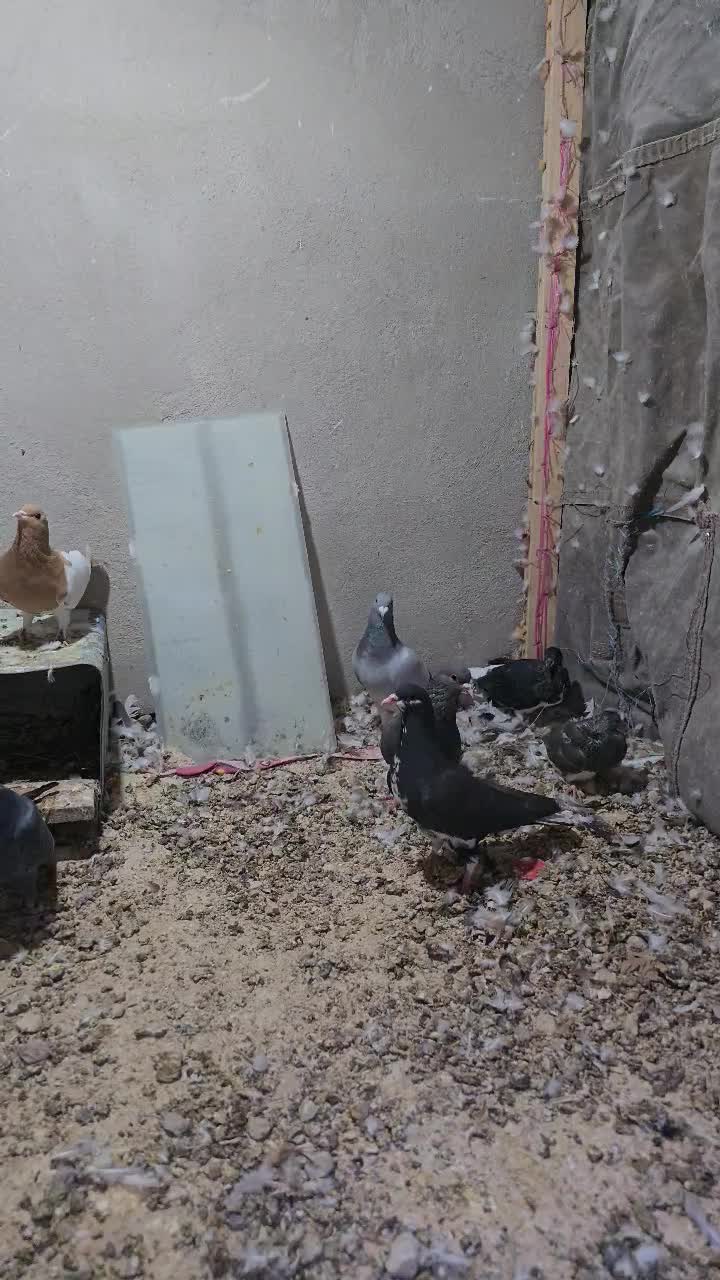 تعدادی شهری و پلاکی|پرنده|کازرون, |دیوار