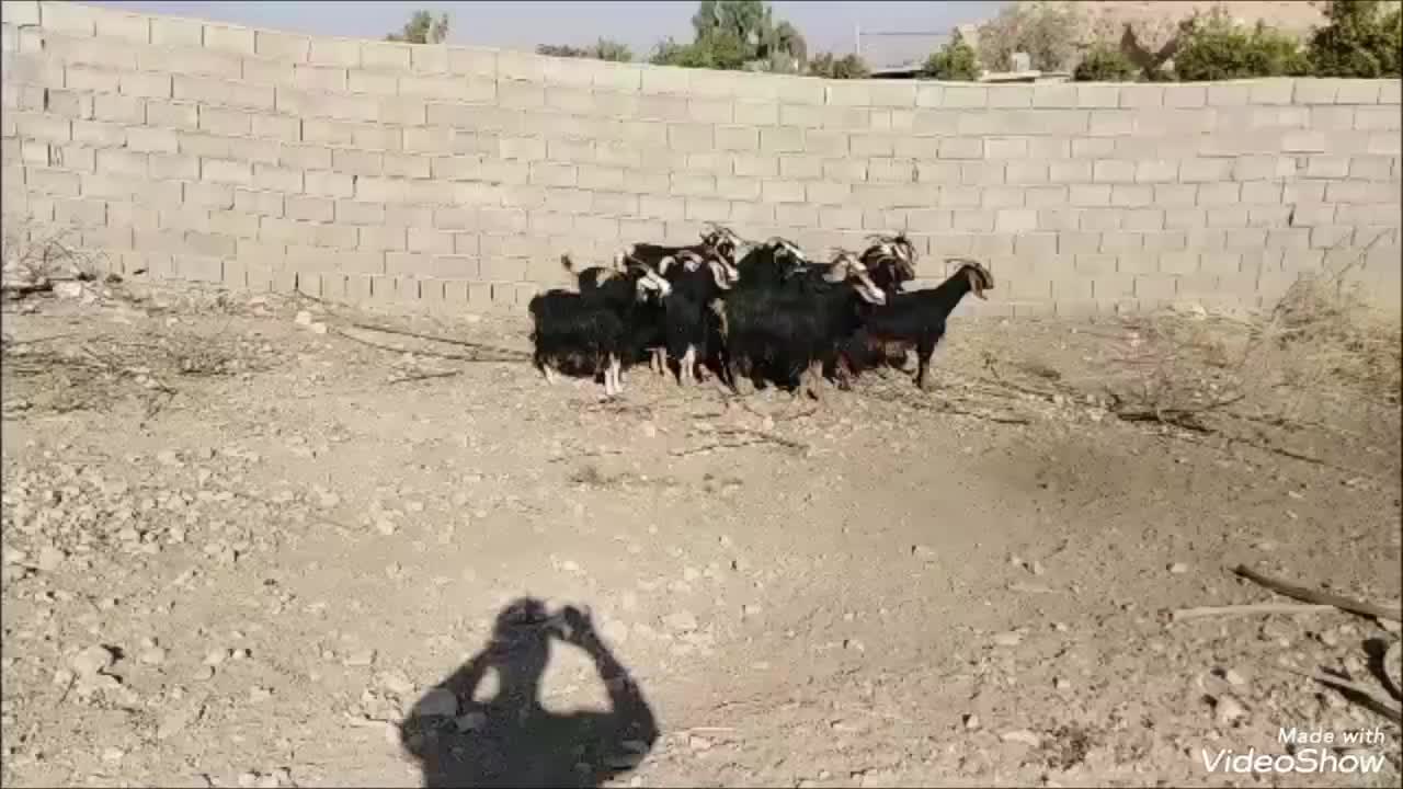 15راس گیسه آبستن داشتی|حیوانات مزرعه|جهرم, |دیوار